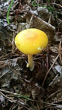 Light yellow mushroom Pleurotus ostreatus spores for indoor growing